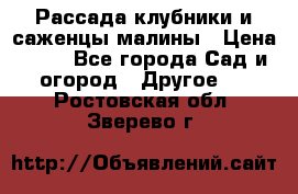 Рассада клубники и саженцы малины › Цена ­ 10 - Все города Сад и огород » Другое   . Ростовская обл.,Зверево г.